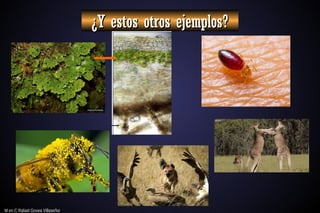 M en C Rafael Govea Villaseñor
M en C Rafael Govea Villaseñor
¿Y estos otros ejemplos?
¿Y estos otros ejemplos?
 