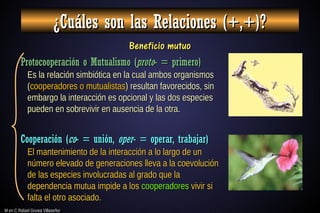 M en C Rafael Govea Villaseñor
M en C Rafael Govea Villaseñor
¿Cuáles son las Relaciones (+,+)?
¿Cuáles son las Relaciones (+,+)?
Beneficio mutuo
Beneficio mutuo
Protocooperación o Mutualismo (
Protocooperación o Mutualismo (proto
proto- = primero)
- = primero)
Cooperación (
Cooperación (co
co- = unión,
- = unión, oper
oper- = operar, trabajar)
- = operar, trabajar)
Es la relación simbiótica en la cual ambos organismos
Es la relación simbiótica en la cual ambos organismos
(
(cooperadores o mutualistas
cooperadores o mutualistas) resultan favorecidos, sin
) resultan favorecidos, sin
embargo la interacción es opcional y las dos especies
embargo la interacción es opcional y las dos especies
pueden en sobrevivir en ausencia de la otra.
pueden en sobrevivir en ausencia de la otra.
El mantenimiento de la interacción a lo largo de un
El mantenimiento de la interacción a lo largo de un
número elevado de generaciones lleva a la coevolución
número elevado de generaciones lleva a la coevolución
de las especies involucradas al grado que la
de las especies involucradas al grado que la
dependencia mutua impide a los
dependencia mutua impide a los cooperadores
cooperadores vivir si
vivir si
falta el otro asociado.
falta el otro asociado.
 