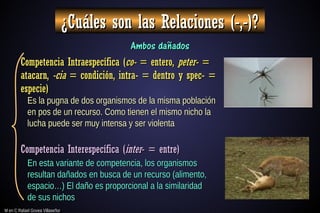 M en C Rafael Govea Villaseñor
M en C Rafael Govea Villaseñor
¿Cuáles son las Relaciones (-,-)?
¿Cuáles son las Relaciones (-,-)?
Ambos dañados
Ambos dañados
Competencia Intraespecífica (
Competencia Intraespecífica (co-
co- = entero,
= entero, peter-
peter- =
=
atacarn,
atacarn, -cia
-cia = condición, intra- = dentro y spec- =
= condición, intra- = dentro y spec- =
especie)
especie)
Competencia Interespecífica (
Competencia Interespecífica (inter
inter- = entre)
- = entre)
Es la pugna de dos organismos de la misma población
Es la pugna de dos organismos de la misma población
en pos de un recurso. Como tienen el mismo nicho la
en pos de un recurso. Como tienen el mismo nicho la
lucha puede ser muy intensa y ser violenta
lucha puede ser muy intensa y ser violenta
En esta variante de competencia, los organismos
En esta variante de competencia, los organismos
resultan dañados en busca de un recurso (alimento,
resultan dañados en busca de un recurso (alimento,
espacio…) El daño es proporcional a la similaridad
espacio…) El daño es proporcional a la similaridad
de sus nichos
de sus nichos
 