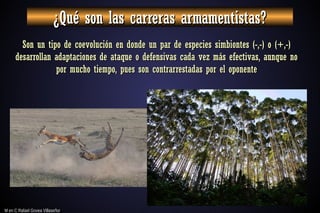 M en C Rafael Govea Villaseñor
M en C Rafael Govea Villaseñor
¿Qué son las carreras armamentistas?
¿Qué son las carreras armamentistas?
Son un tipo de coevolución en donde un par de especies simbiontes (-,-) o (+,-)
Son un tipo de coevolución en donde un par de especies simbiontes (-,-) o (+,-)
desarrollan adaptaciones de ataque o defensivas cada vez más efectivas, aunque no
desarrollan adaptaciones de ataque o defensivas cada vez más efectivas, aunque no
por mucho tiempo, pues son contrarrestadas por el oponente
por mucho tiempo, pues son contrarrestadas por el oponente
 