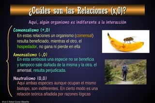 M en C Rafael Govea Villaseñor
M en C Rafael Govea Villaseñor
¿Cuáles son las Relaciones (x,0)?
¿Cuáles son las Relaciones (x,0)?
Aquí, algún organismo es indiferente a la interacción
Aquí, algún organismo es indiferente a la interacción
Comensalismo (+,0)
Comensalismo (+,0)
Amensalismo (-,0)
Amensalismo (-,0)
Neutralismo (0,0)
Neutralismo (0,0)
En estas relaciones un organismo (
En estas relaciones un organismo (comensal
comensal)
)
resulta beneficiado, mientras el otro, el
resulta beneficiado, mientras el otro, el
hospedador
hospedador, no gana ni pierde en ella
, no gana ni pierde en ella
En esta simbiosis una especie no se beneficia
En esta simbiosis una especie no se beneficia
y tampoco sale dañada de la misma y la otra, el
y tampoco sale dañada de la misma y la otra, el
amensal
amensal, resulta perjudicada.
, resulta perjudicada.
Aquí ambas especies aunque ocupan el mismo
Aquí ambas especies aunque ocupan el mismo
biotopo, son indiferentes. En cierto modo es una
biotopo, son indiferentes. En cierto modo es una
relación teórica añadida por razones lógicas
relación teórica añadida por razones lógicas
 