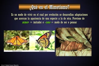 M en C Rafael Govea Villaseñor
M en C Rafael Govea Villaseñor
¿Qué es el Mimetismo?
¿Qué es el Mimetismo?
Es un modo de vivir en el cual por evolución se desarrollan adaptaciones
Es un modo de vivir en el cual por evolución se desarrollan adaptaciones
que acercan la apariencia de una especie a la de otra. Proviene de
que acercan la apariencia de una especie a la de otra. Proviene de
mimet
mimet- = imitador e -
- = imitador e -ismo
ismo = modo de ser o pensar
= modo de ser o pensar
 