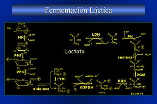 Fermentación Láctica Lactato 