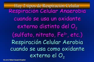 Respiración Celular Anaerobia cuando se usa un oxidante externo distinto del O 2  (sulfato, nitrato, Fe 3+ , etc.) Hay 2 tipos de Respiración Celular Respiración Celular Aerobia cuando se usa como oxidante externo el O 2 M. en C. Rafael Govea Villaseñor 
