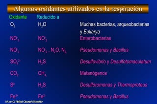 Algunos oxidantes utilizados en la respiración O 2  H 2 O Muchas bacterias, arqueobacterias  y  Eukarya NO - 3  NO - 2 Enterobacterias NO - 3  NO - 2  , N 2 O, N 2, Pseudomonas  y  Bacillus SO 4 2- H 2 S  Desulfovibrio  y  Desulfotomaculatum CO 2  CH 4, Metanógenos S 0   H 2 S , Desulforomonas y Thermoproteus Fe 3+   Fe 2- Pseudomonas  y  Bacillus Oxidante Reducido a M. en C. Rafael Govea Villaseñor 