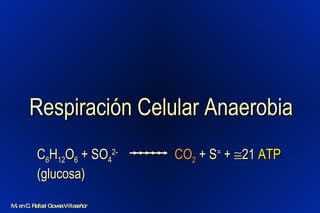 Respiración Celular Anaerobia M. en C. Rafael Govea Villaseñor C 6 H 12 O 6  + SO 4 2-   (glucosa) CO 2  + S =  +   21  ATP 