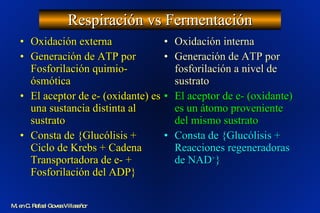 Respiración vs Fermentación Oxidación externa Generación de ATP por Fosforilación quimio-ósmótica El aceptor de e- (oxidante) es una sustancia distinta al sustrato Consta de {Glucólisis + Ciclo de Krebs + Cadena Transportadora de e- + Fosforilación del ADP} Oxidación interna Generación de ATP por fosforilación a nivel de sustrato El aceptor de e- (oxidante) es un átomo proveniente del mismo sustrato  Consta de {Glucólisis + Reacciones regeneradoras de NAD + } M. en C. Rafael Govea Villaseñor 