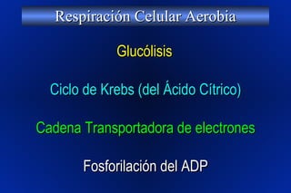 Respiración Celular Aerobia Glucólisis Ciclo de Krebs (del Ácido Cítrico) Cadena Transportadora de electrones Fosforilación del ADP 