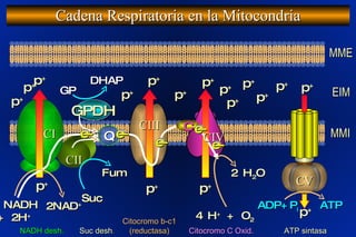 Cadena Respiratoria en la Mitocondria p + p + p + p + p + p + p + p + p + p + p + p + p + p + GP p + p + 2 NADH + 2H + 2NAD + 4 H +  + O 2 2 H 2 O Q C ADP+P i ATP p + NADH desh. Citocromo b-c1 (reductasa) Citocromo C Oxid. ATP sintasa MME EIM MMI Suc Fum CI CII CIII CIV GPDH Suc desh . CV DHAP e- e- e- e- e- 