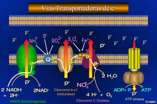 Vías Transportadoras de e - p + p + p + p + p + p + p + p + p + p + p + 2 NADH + 2H + 2NAD + 4 H +  + O 2 2 H 2 O Q C ADP+P i ATP p + NADH deshidrogenasa Citocromo b-c1 (reductasa) Citocromo C Oxidasa ATP sintasa S = Fe 3+ D-0994 p + e- e- e- e- e- NO 3 - NH 3 + SO 4 2 - S 2 O 3 - 