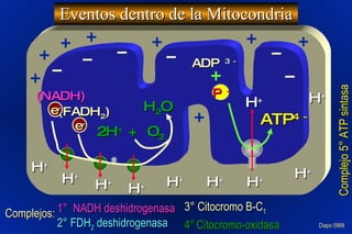 Eventos dentro de la Mitocondria Diapo 0968  H + 2H +  + O 2 H + H + H + ADP  3 - ATP 4 - P  -   (NADH) (FADH 2 ) e - e - H + H 2 O H + H + H + H + H + Complejos: 1°  NADH deshidrogenasa 2° FDH 2  deshidrogenasa Complejo 5° ATP sintasa  3° Citocromo B-C 1 4°   Citocromo-oxidasa 