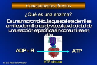 Conocimientos Previos M. en C. Rafael Govea Villaseñor ¿Qué es una enzima? Es una macromolécula que acelera de miles a miles de millones de veces la velocidad de una reacción específica sin consumirse en ella ATP sintasa ADP + Pi ATP 