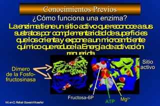 Conocimientos Previos M. en C. Rafael Govea Villaseñor ¿Cómo funciona una enzima? La enzima tiene un sitio activo que reconoce a sus sustratos por complementaridad de superficies que los orienta y expone a un microambiente químico que reduce la Energía de activación requerida Dímero de la Fosfo-fructosinasa Fructosa-6P ATP Mg 2+ Sitio activo 