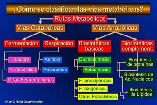 ¿Cómo se clasifican las vías metabólicas? M. en C. Rafael Govea Villaseñor Rutas Metabólicas Vías Catabólicas Vías Anabólicas Fermentación Respiración Biosintéticas básicas Biosintéticas complement. F. Láctica F. Alcohólica Otras Fermentaciones Aerobia Anaerobias Quimiosíntesis Fotosíntesis Biosíntesis  de proteínas Biosíntesis de Ac. Nucleicos Biosíntesis  de Lípidos F. anoxigénicas F. oxigénicas Otras Fotosíntesis 