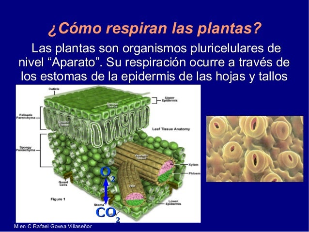 Intercambio de Gases