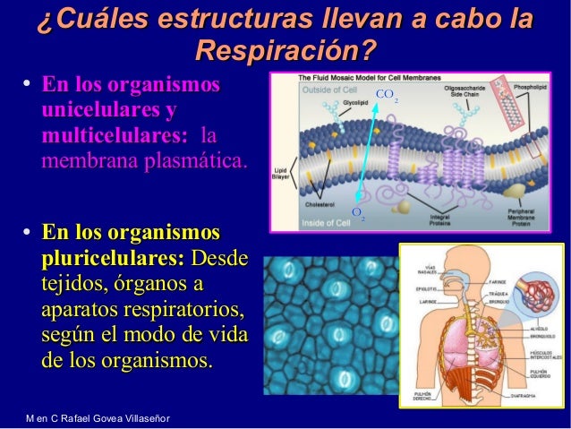 Intercambio de Gases