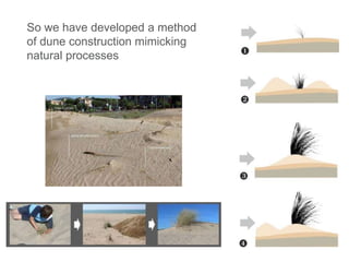 So we have developed a method
of dune construction mimicking
natural processes
 