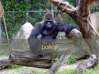 policy 
