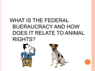 WHAT IS THE FEDERAL
 BUERAUCRACY AND HOW
 DOES IT RELATE TO ANIMAL
 RIGHTS?
 