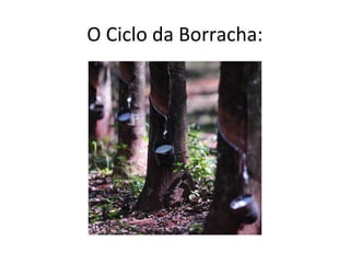 O Ciclo da Borracha:
 