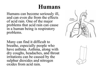 Humans
Humans can become seriously ill,
and can even die from the effects
of acid rain. One of the major
problems that acid rain can cause
in a human being is respiratory
problems.
Many can find it difficult to
breathe, especially people who
have asthma. Asthma, along with
dry coughs, headaches, and throat
irritations can be caused by the
sulphur dioxides and nitrogen
oxides from acid rain.
 