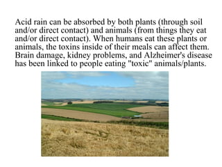 Acid rain can be absorbed by both plants (through soil
and/or direct contact) and animals (from things they eat
and/or direct contact). When humans eat these plants or
animals, the toxins inside of their meals can affect them.
Brain damage, kidney problems, and Alzheimer's disease
has been linked to people eating "toxic" animals/plants.
 