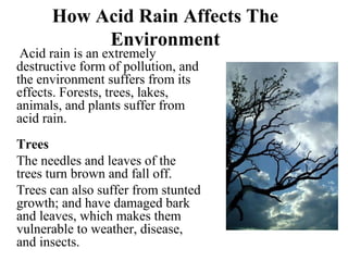 How Acid Rain Affects The
Environment
Acid rain is an extremely
destructive form of pollution, and
the environment suffers from its
effects. Forests, trees, lakes,
animals, and plants suffer from
acid rain.
Trees
The needles and leaves of the
trees turn brown and fall off.
Trees can also suffer from stunted
growth; and have damaged bark
and leaves, which makes them
vulnerable to weather, disease,
and insects.
 