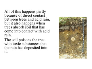 All of this happens partly
because of direct contact
between trees and acid rain,
but it also happens when
trees absorb soil that has
come into contact with acid
rain.
The soil poisons the tree
with toxic substances that
the rain has deposited into
it.
 
