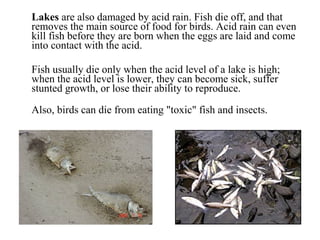 Lakes are also damaged by acid rain. Fish die off, and that
removes the main source of food for birds. Acid rain can even
kill fish before they are born when the eggs are laid and come
into contact with the acid.
Fish usually die only when the acid level of a lake is high;
when the acid level is lower, they can become sick, suffer
stunted growth, or lose their ability to reproduce.
Also, birds can die from eating "toxic" fish and insects.
 