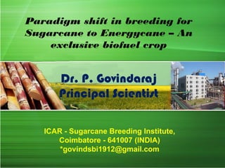 Paradigm shift in breeding for
Sugarcane to Energycane – An
exclusive biofuel crop
Dr. P. Govindaraj
Principal Scientist
ICAR - Sugarcane Breeding Institute,
Coimbatore - 641007 (INDIA)
*govindsbi1912@gmail.com
 