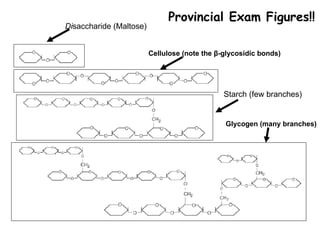 Di saccharide (Maltose) Cellulose   (note the  β -glycosidic bonds) Provincial Exam Figures!! Starch (few branches) Glycogen   (many branches) 