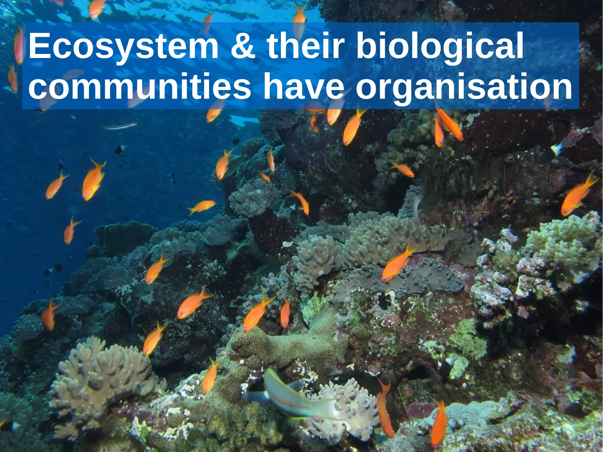 Ecosystem & their biological
communities have organisation




               
 