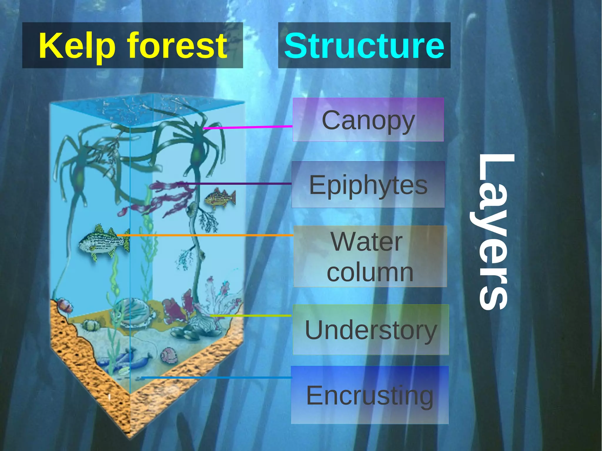 Kelp forest   Structure
                       Canopy




                                   Layers
                      Epiphytes

                       Water
                       column

                      Understory

                      Encrusting
                   
 