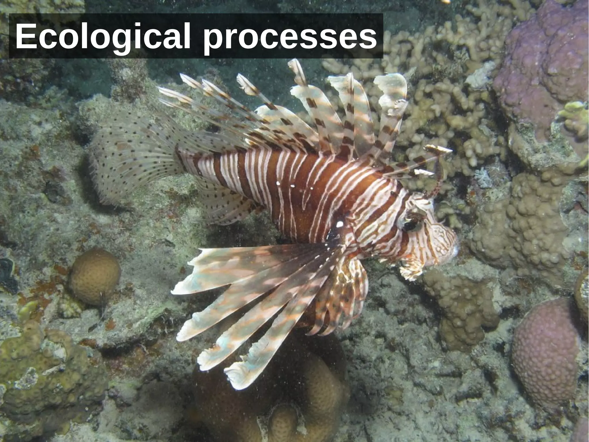 Ecological processes




                
 