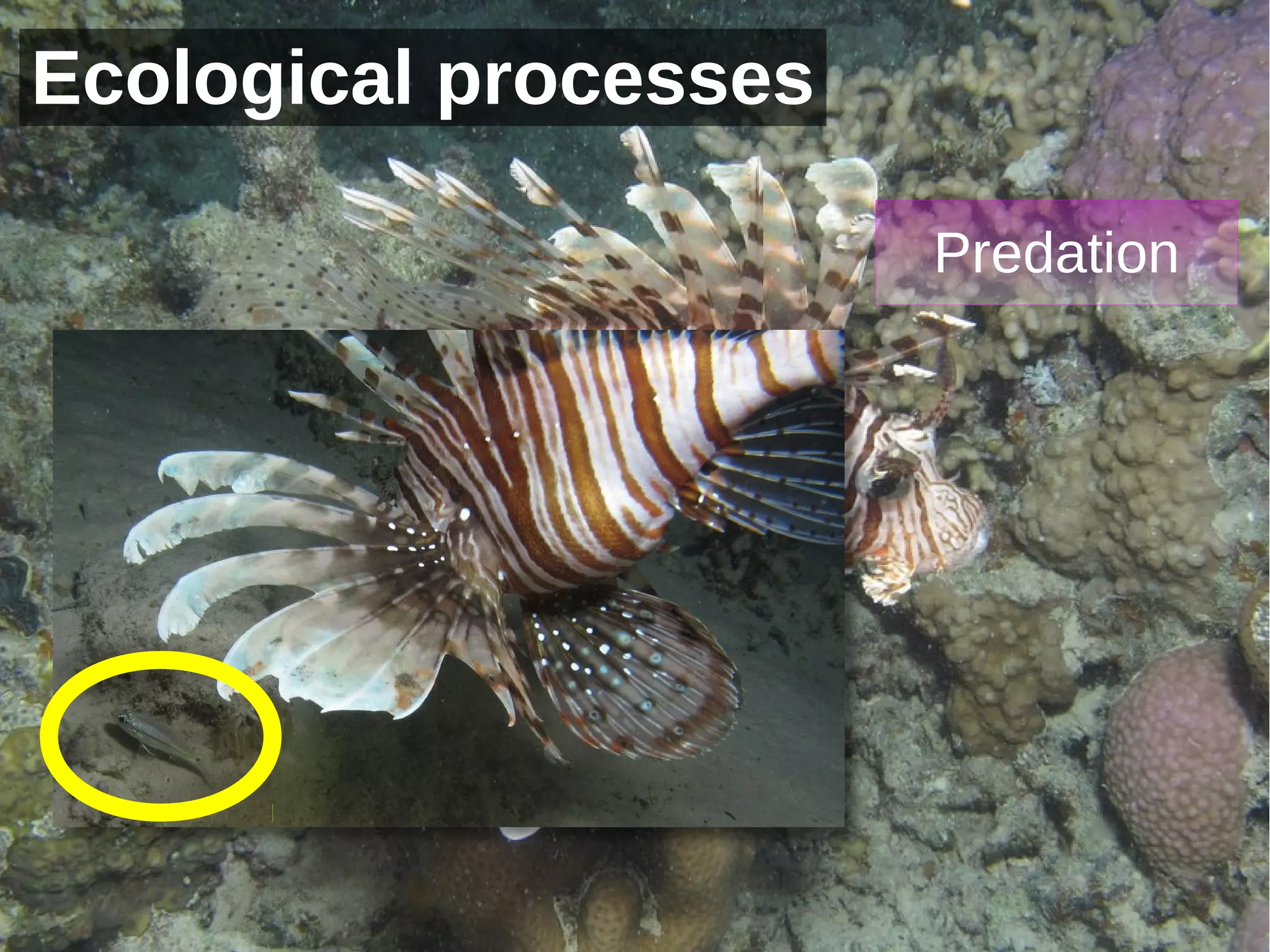 Ecological processes

                       Predation




                
 