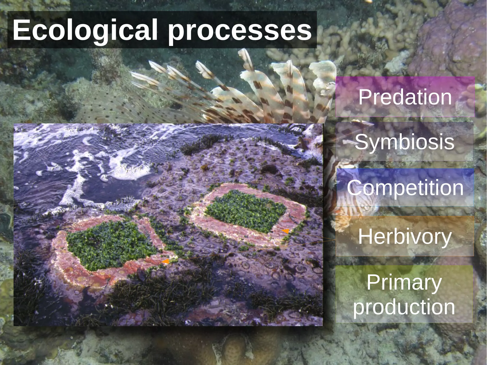Ecological processes

                        Predation

                       Symbiosis

                       Competition

                        Herbivory

                        Primary
                       production
                
 