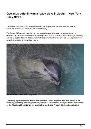 Gowanus dolphin was already sick: Biologist – New York
Daily News


The Gowanus Canal’s toxic waters didn’t kill the dolphin that perished in the Brooklyn
waterway on Friday, a necropsy revealed Monday.

The 7-foot, 340-pound male dolphin, whose plight drew television crews and scores of
onlookers to the canal’s shoreline, was dying from a host of ailments, and had sought the filthy
waters as a place to swim its last, marine biologist Kimberly Dunham said after a postmortem
exam that lasted more than four hours.




Julia Xanthos/New York Daily News


The aging injured dolphin, which was between 25 and 30 years ago, was found to be
suffering from long-standing medical problems, says marine biologist Kimberly Dunham
of the Riverhead Foundation for Marine Research and Preservation on Long Island.




                                                                                            1/4
 