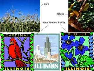 Corn Beans State Bird and Flower 