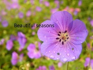 Beautiful seasons
 
