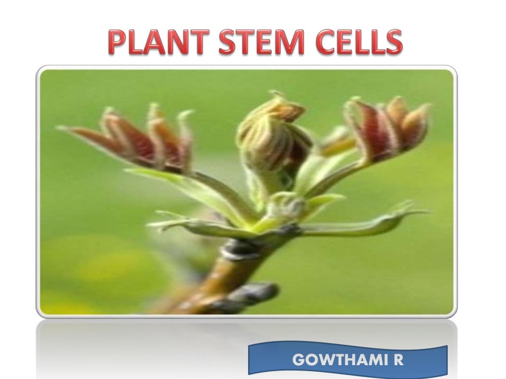 plant stem cells