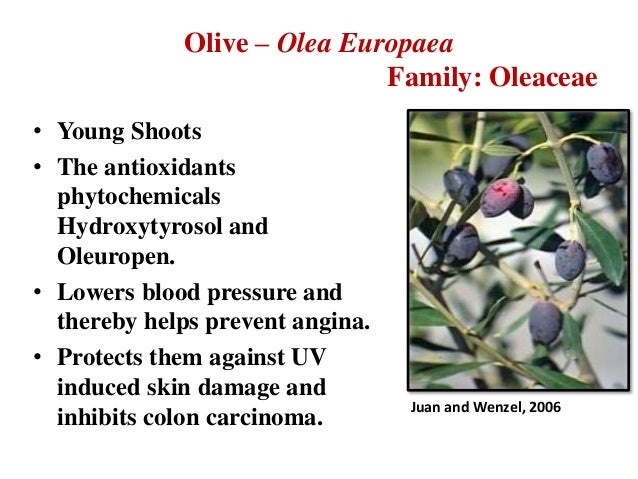 Bilberry and pine bark combo wards off glaucoma study