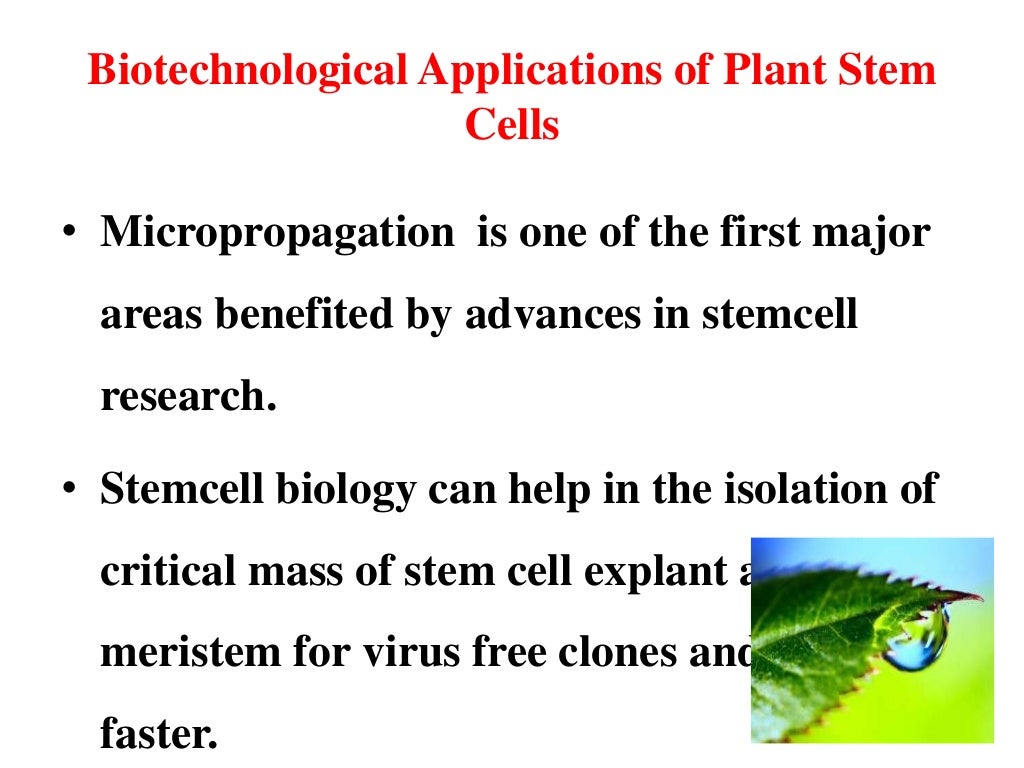 plant stem cells