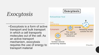 Exocytosis
• Exocytosis is a form of active
transport and bulk transport
in which a cell transports
molecules out of the cell. As
an active transport
mechanism, exocytosis
requires the use of energy to
transport material.
 