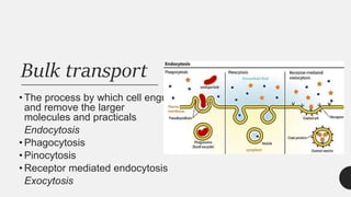 Bulk transport
• The process by which cell engulf
and remove the larger
molecules and practicals
Endocytosis
• Phagocytosis
• Pinocytosis
• Receptor mediated endocytosis
Exocytosis
 