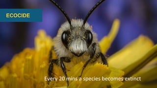 ECOCIDE
Every 20 mins a species becomes extinct
 