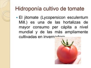 Hidroponía cultivo de tomate
   El jitomate (Lycopersicon esculentum
    Mill.) es una de las hortalizas de
    mayor consumo per cápita a nivel
    mundial y de las más ampliamente
    cultivadas en invernadero.
 
