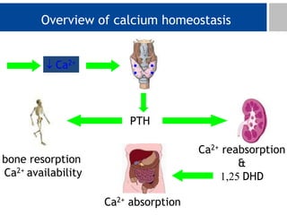 Overview of calcium homeostasis
Ca2+
Ca2+ reabsorption
&
1,25DHD
PTH
bone resorption
Ca2+ availability
Ca2+ absorption
 
