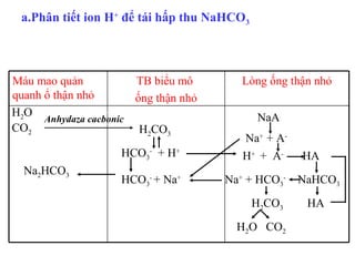 Nhận xét 
+ Nước tiểu k0 
có: Protein, 
đường 
+[Creatin], 
[sunphat], [Mg+ 
+], [uric], [ure], 
trong nước tiểu 
cao. 
Th...