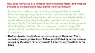 How does Parvovirus B19 infection lead to hydrops fetalis, and what are
the risks to the developing fetus during maternal infection
• If a woman is infected with B19 virus during the first or second
trimester of pregnancy, the virus may cross the placenta and infect
the fetus. Infection during the first trimester is associated with fetal
death, whereas infection during the second trimester leads to
hydrops fetalis. Third-trimester infections do not result in important
clinical findings. B19 virus is not a common cause of congenital
abnormalities probably because the fetus dies when infected early
in pregnancy.
• Hydrops fetalis manifests as massive edema of the fetus. This is
secondary to congestive heart failure precipitated by severe anemia
caused by the death of parvovirus B19–infected erythroblasts in the
fetus
 