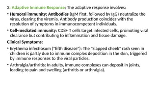 2: Adaptive Immune Response: The adaptive response involves:
• Humoral immunity: Antibodies (IgM first, followed by IgG) neutralize the
virus, clearing the viremia. Antibody production coincides with the
resolution of symptoms in immunocompetent individuals.
• Cell-mediated immunity: CD8+ T cells target infected cells, promoting viral
clearance but contributing to inflammation and tissue damage.
Clinical Symptoms:
• Erythema infectiosum ("fifth disease"): The "slapped cheek" rash seen in
children is partly due to immune complex deposition in the skin, triggered
by immune responses to the viral particles.
• Arthralgia/arthritis: In adults, immune complexes can deposit in joints,
leading to pain and swelling (arthritis or arthralgia).
 